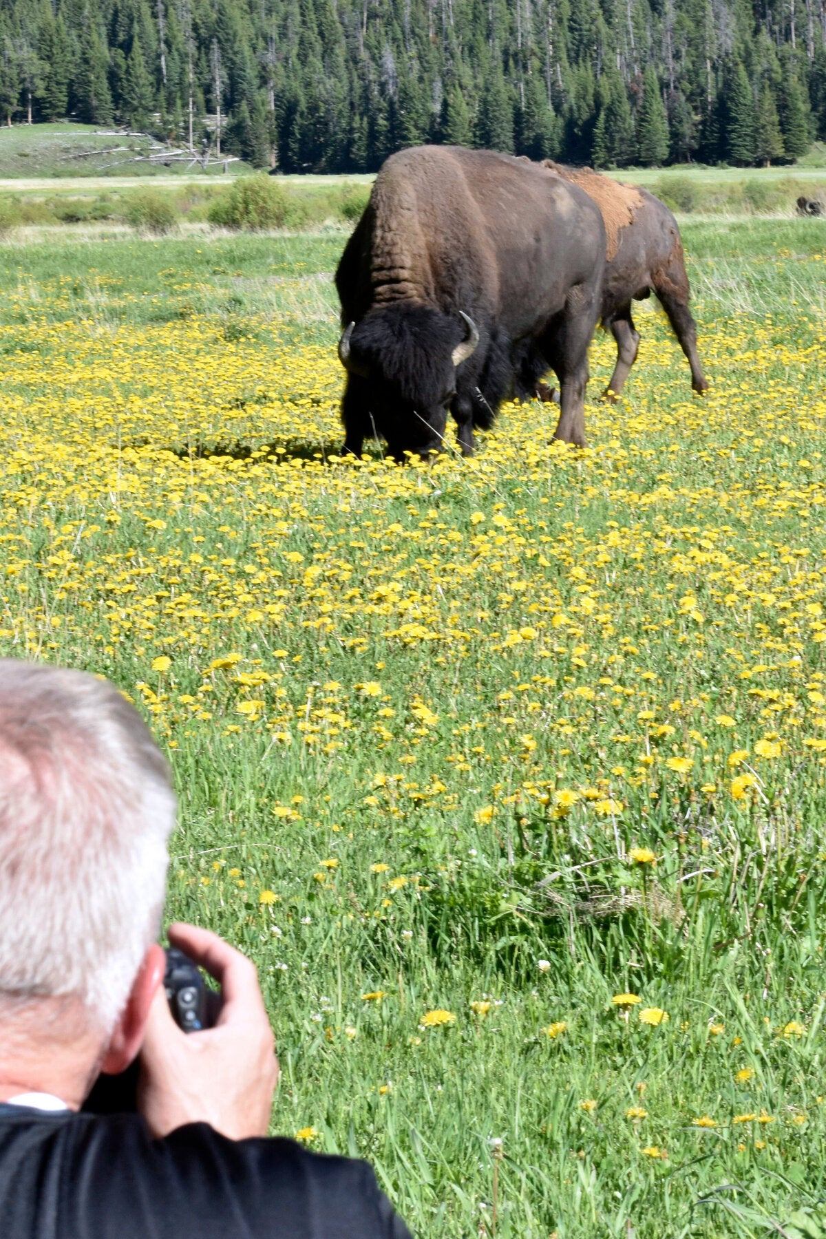Bison Attack in Yellowstone Leaves Man Hospitalized