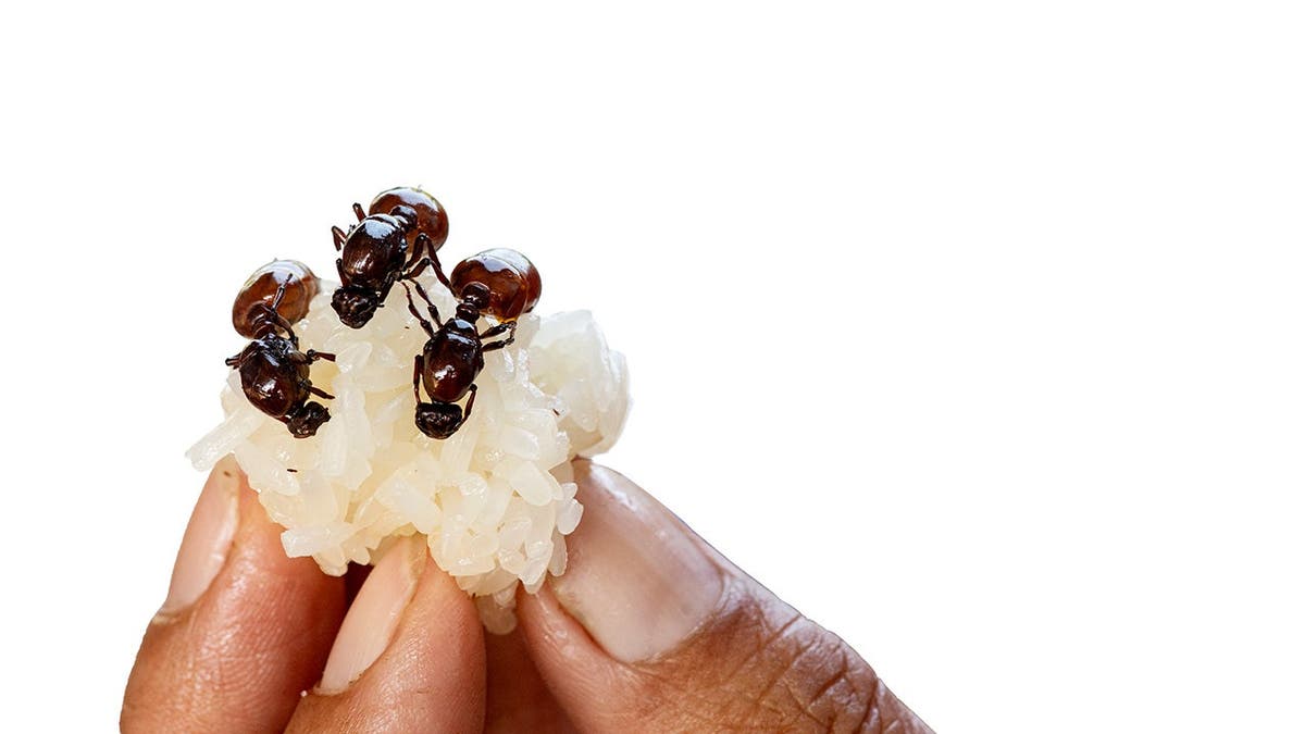 South Korean Michelin-Starred Restaurant Faces Legal Trouble for Serving Ants