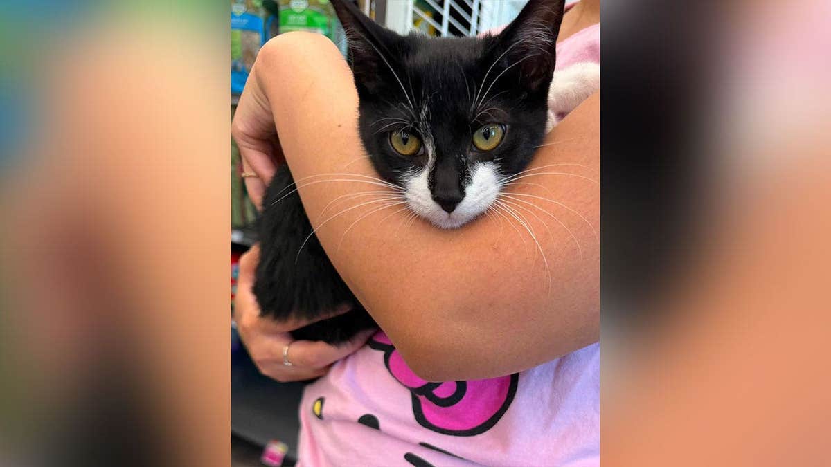 Kitten’s Escape from Maryland Attempted Bank Robbery