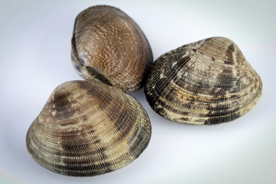 Discovery of Manila Clams in the Northeast United States