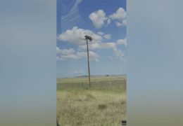 Bear Climbs Utility Pole in New Mexico and Becomes Viral Sensation