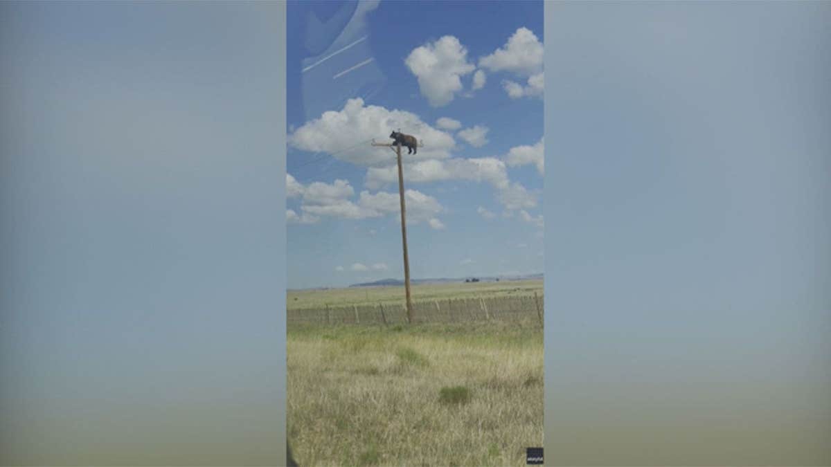 Bear Climbs Utility Pole in New Mexico and Becomes Viral Sensation