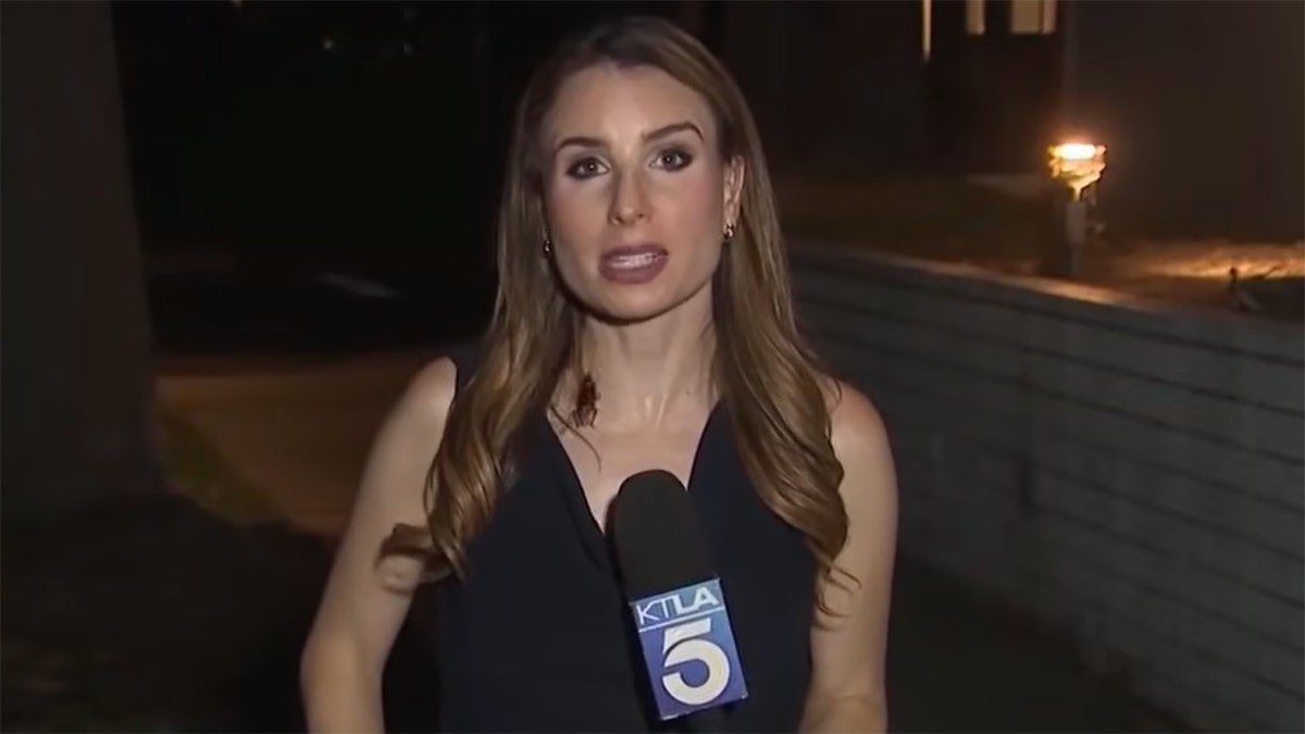 Reporter Bravely Handles Live TV Bug Encounter
