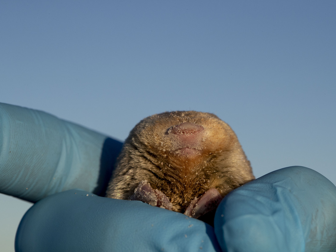 Challenges and Discoveries in the Search for Lost Species