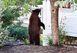 Bear Encounters Rising in Lake Tahoe: Residents Face Costly Deterrents