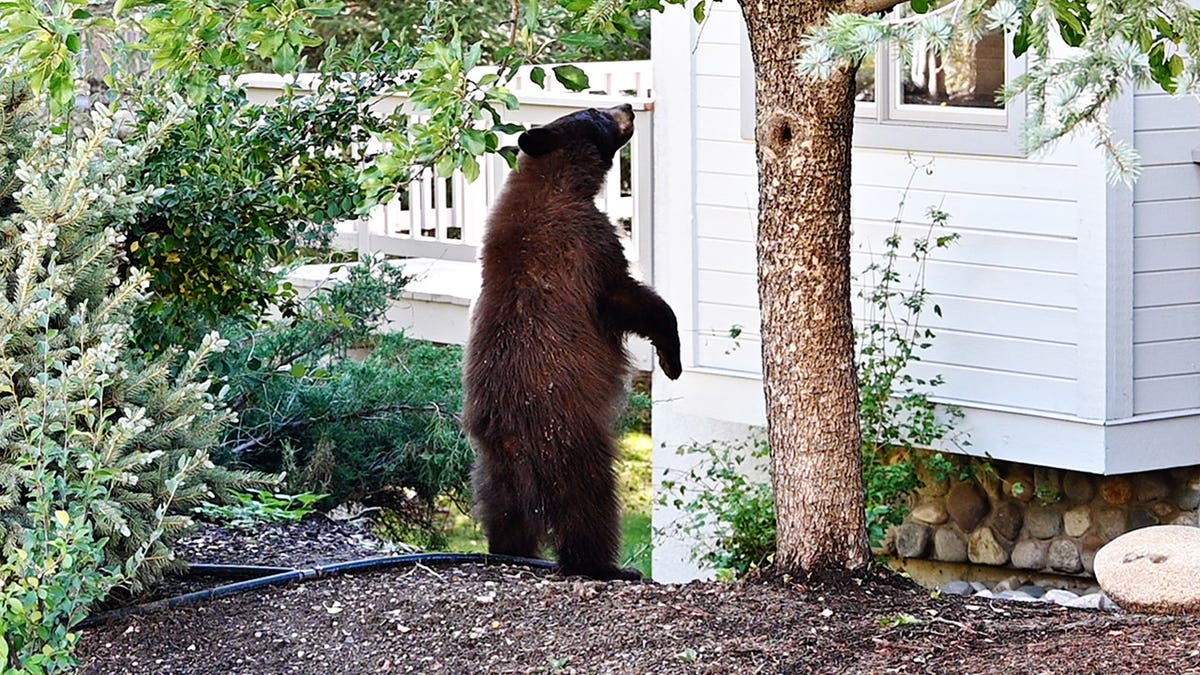 Bear Encounters Rising in Lake Tahoe: Residents Face Costly Deterrents