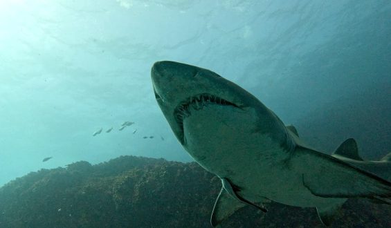Shark Surveillance Technology Prepares for 2028 Olympics