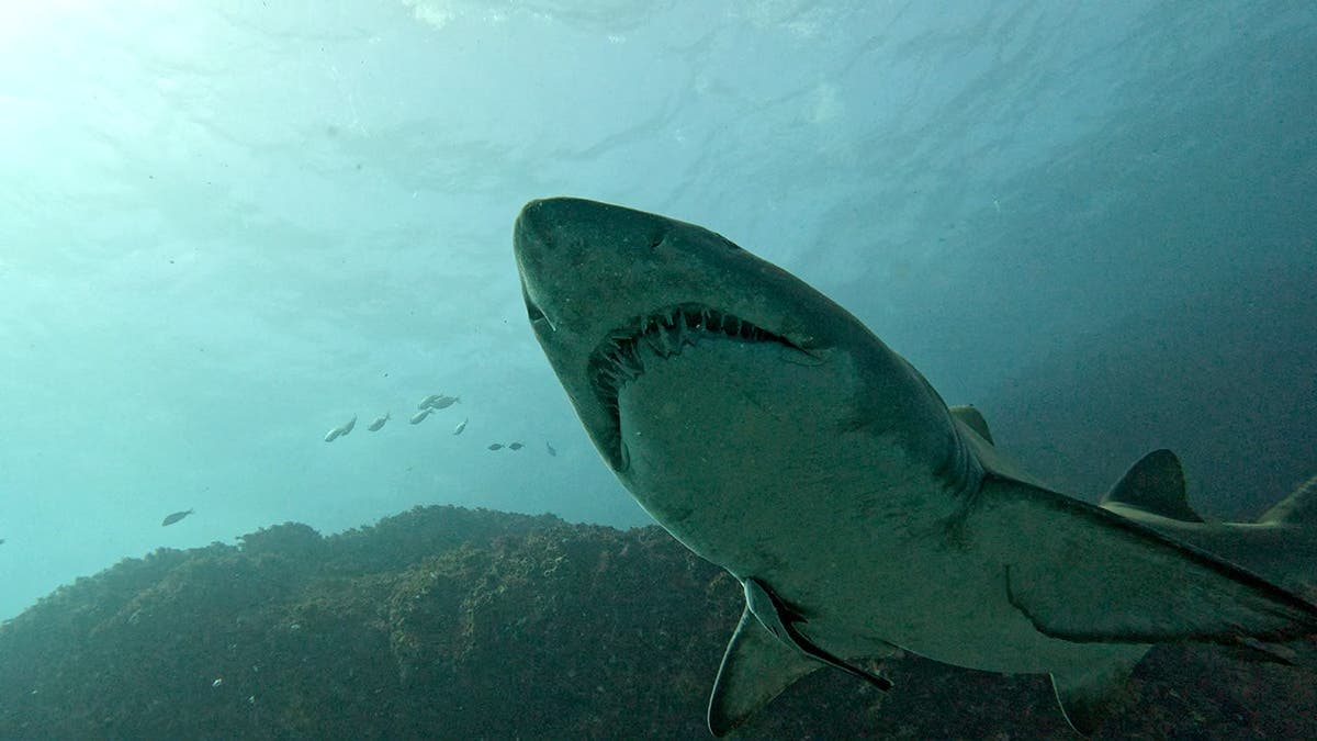 Shark Surveillance Technology Prepares for 2028 Olympics