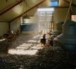 Heat Wave Causes Massive Chicken Deaths in France