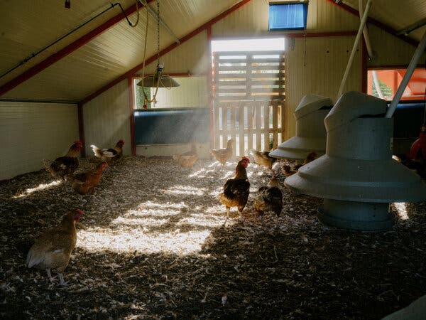 Heat Wave Causes Massive Chicken Deaths in France