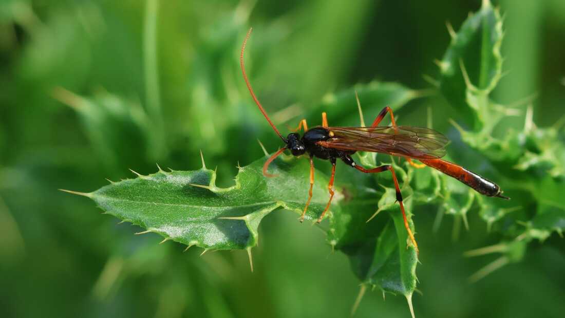 Undercounting Earth’s Insect Species