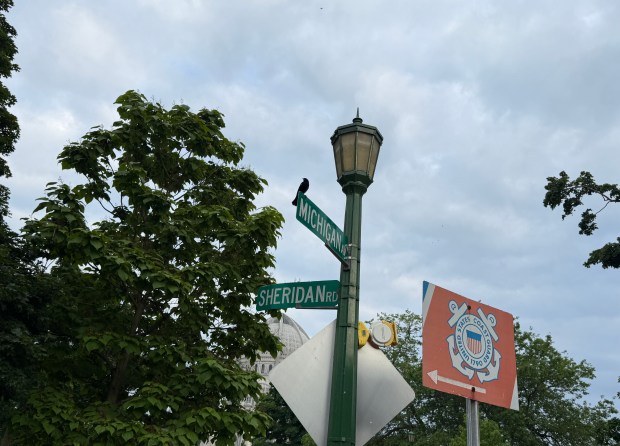 Red-Winged Blackbird Attacks in Winnetka and Surrounding Areas