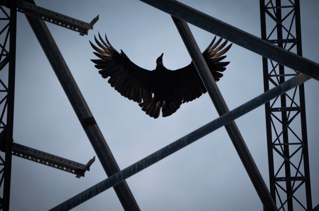 Black Vultures: A New Threat to Illinois Farmers
