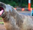 Neil the Elephant Seal: A Coastal Celebrity in Tasmania