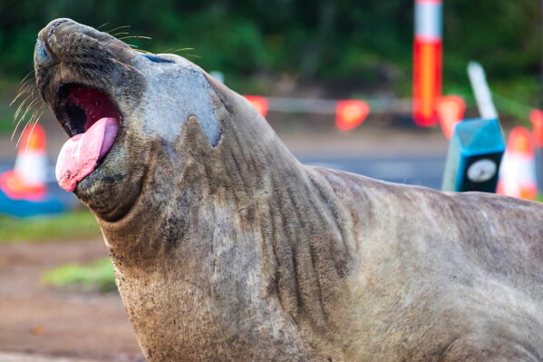 Neil the Elephant Seal: A Coastal Celebrity in Tasmania