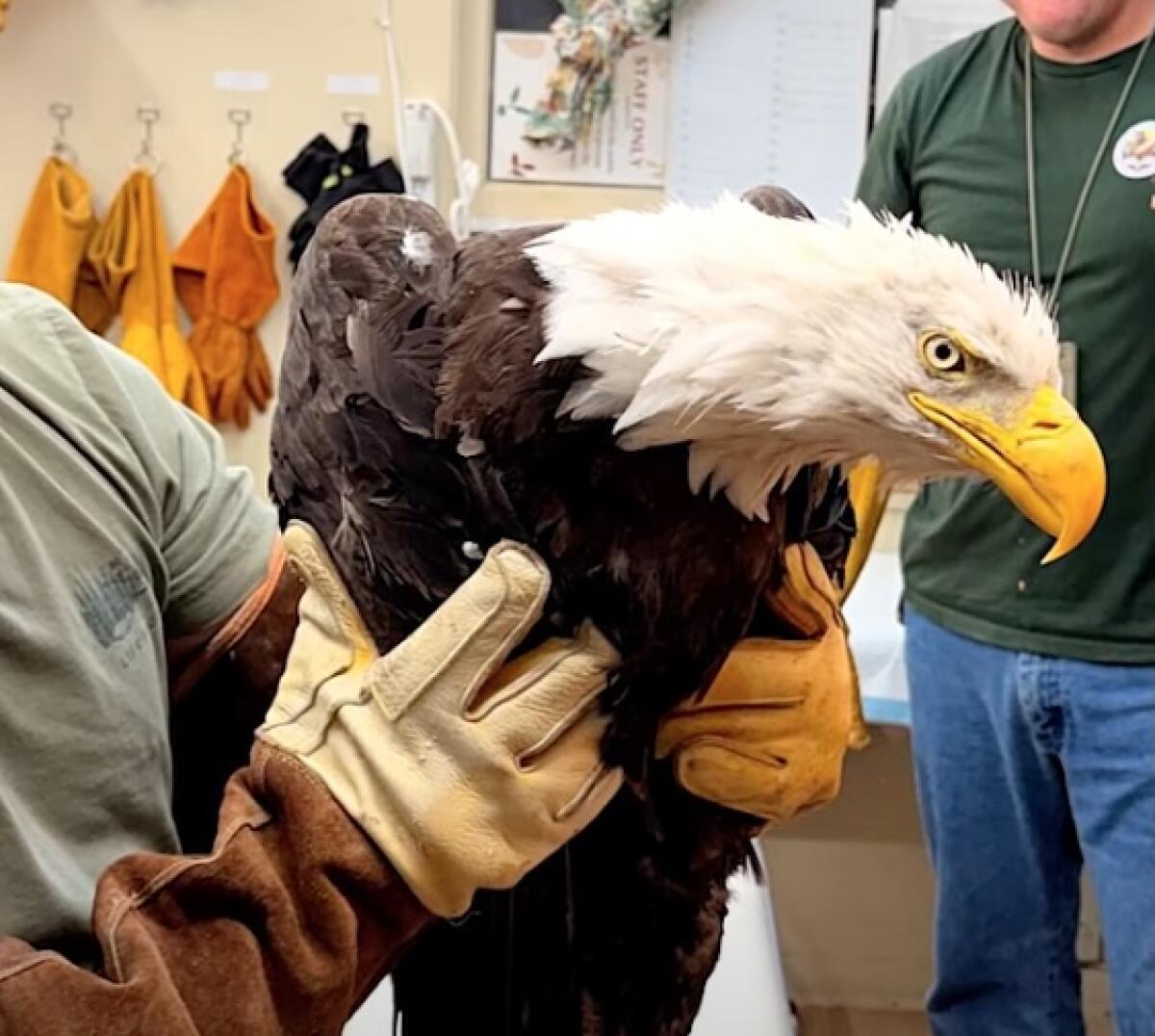 Bald Eagle Rescued Near Big Bear Possibly Jackie