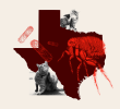 Rising Threat of Flea-Borne Illness in Texas: The Role of Pets