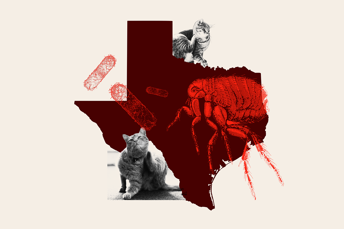 Rising Threat of Flea-Borne Illness in Texas: The Role of Pets