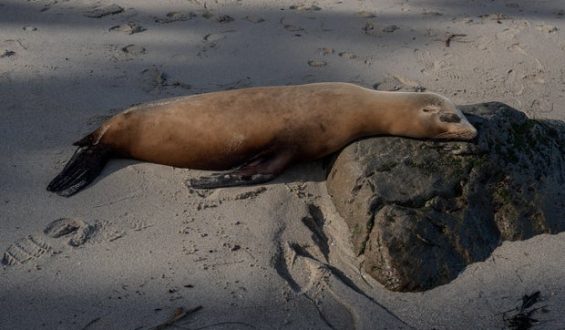 Investigation Launched Over Sea Lion Incident in California