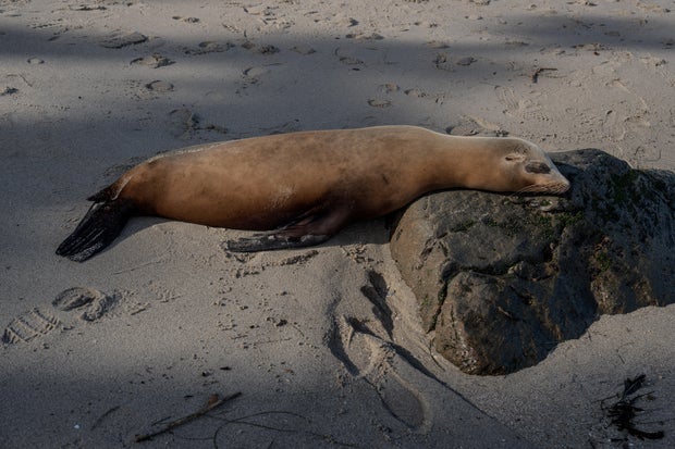 Investigation Launched Over Sea Lion Incident in California