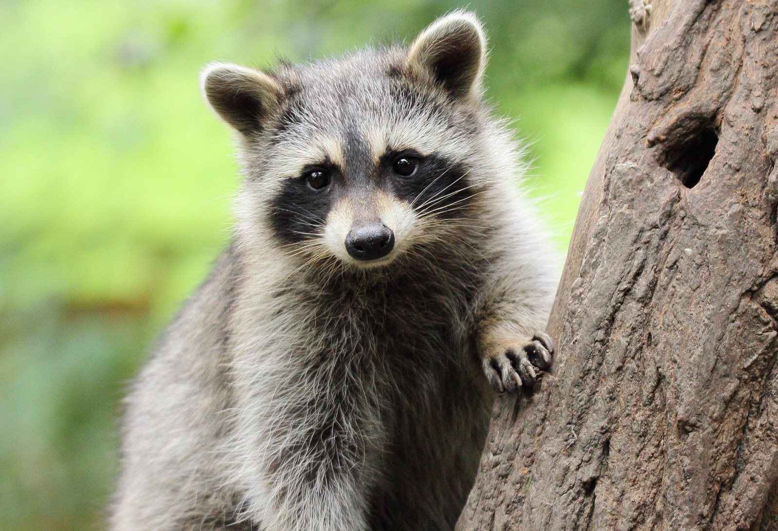 Jimothy, the Internet-Famous Raccoon with Short Spine Syndrome