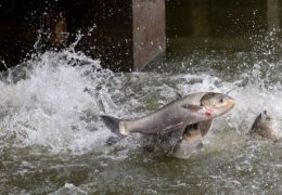 Trump Administration Halts Efforts to Combat Invasive Carp in the Great Lakes
