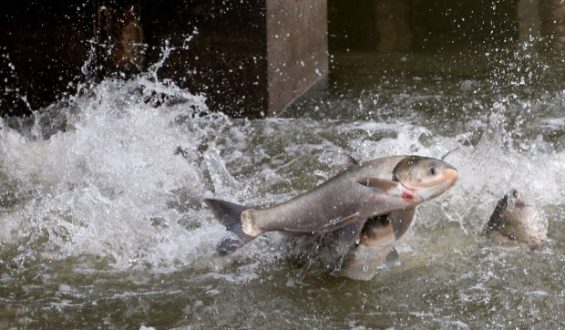 Trump Administration Halts Efforts to Combat Invasive Carp in the Great Lakes
