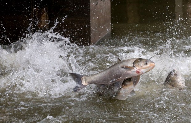 Trump Administration Halts Efforts to Combat Invasive Carp in the Great Lakes
