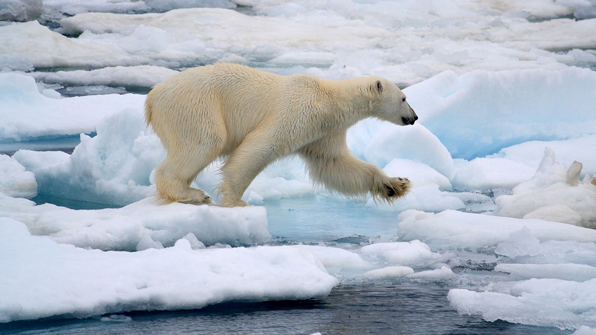 Norwegian Boater Fined for Disturbing Polar Bear in Svalbard
