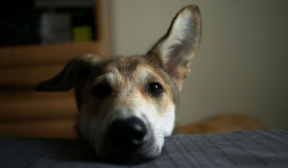 Dogs Discern Human Emotions Through Facial Expressions