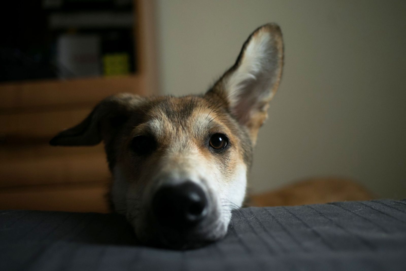 Dogs Discern Human Emotions Through Facial Expressions