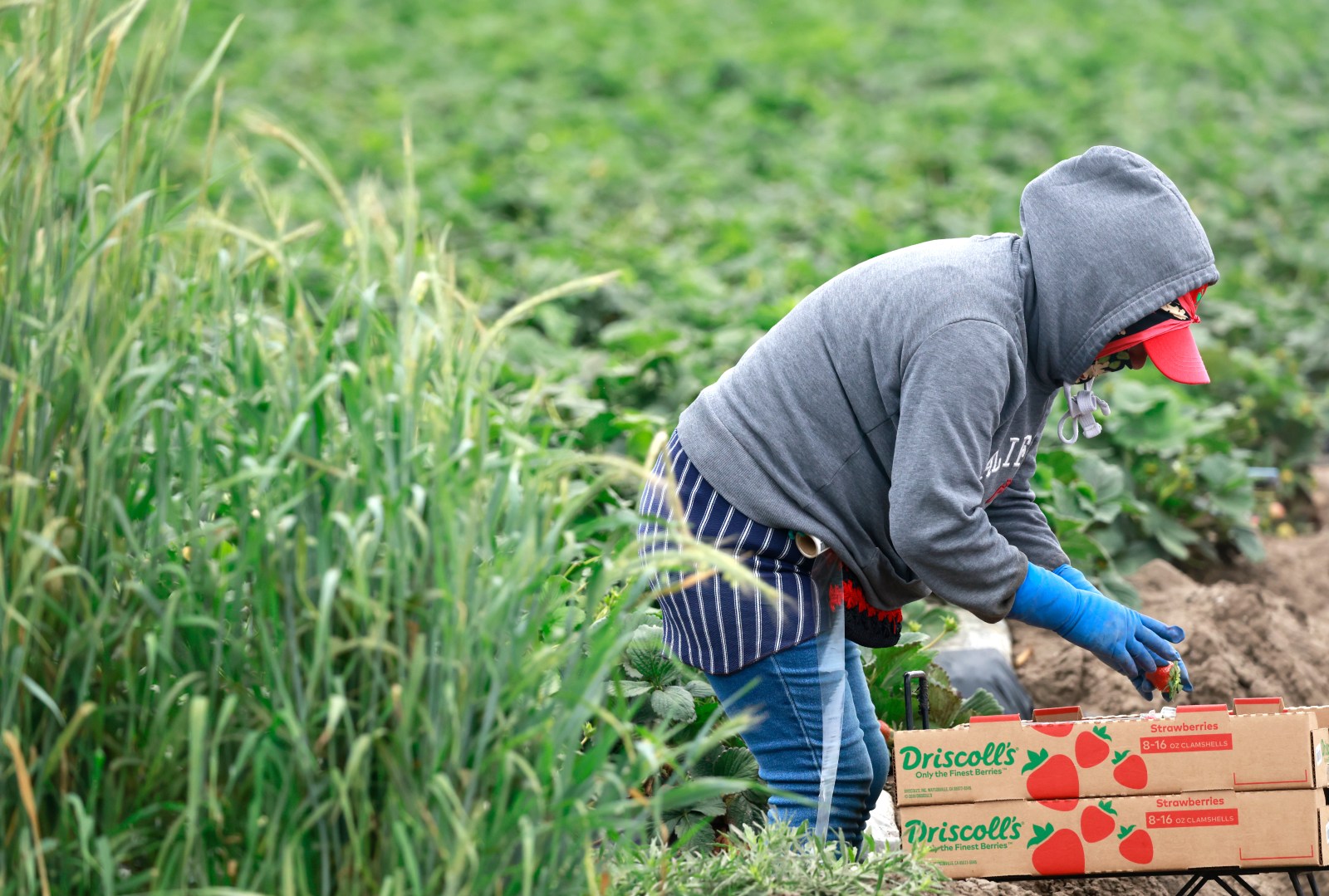 Impact of Immigration Policy on U.S. Job Market