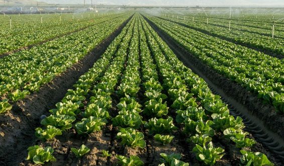 FDA Investigates Cyclospora Outbreak Linked to Lettuce