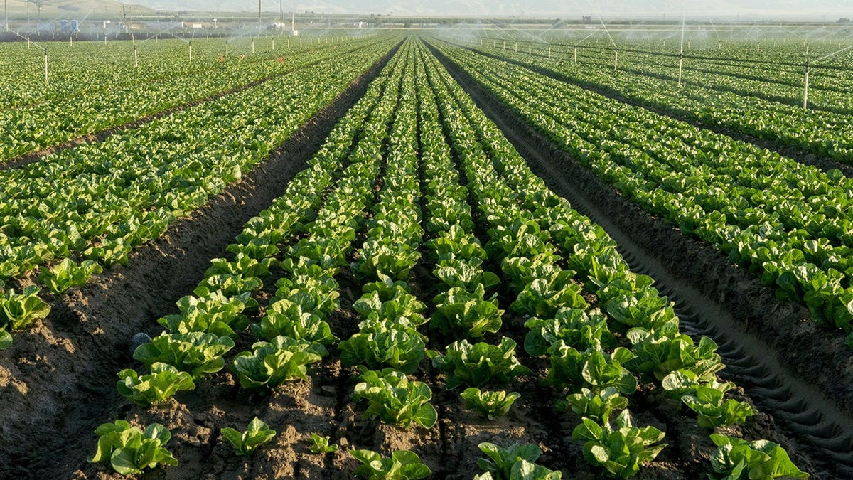 FDA Investigates Cyclospora Outbreak Linked to Lettuce