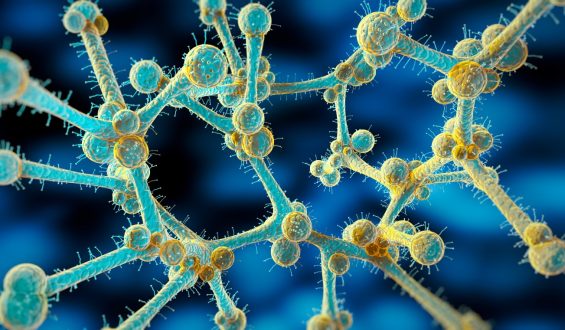 Candida Auris: Drug-Resistant Fungus and Its Survival Mechanisms