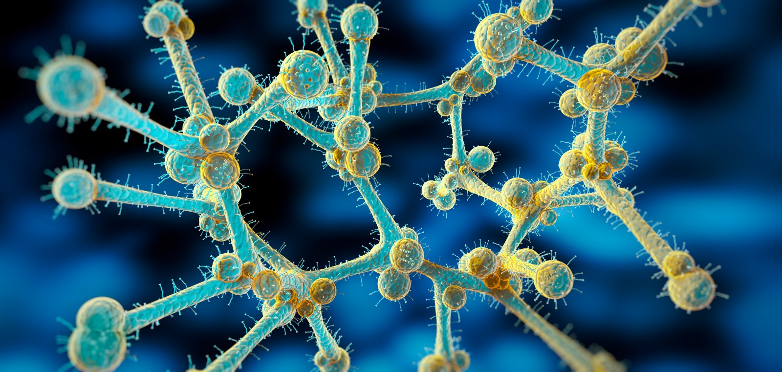 Candida Auris: Drug-Resistant Fungus and Its Survival Mechanisms