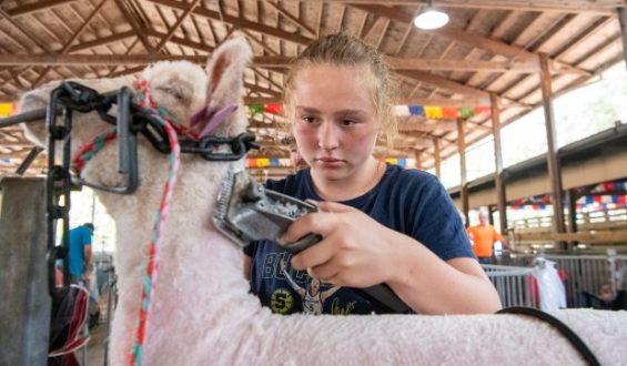Lake County Fair Offers Excitement and Tradition