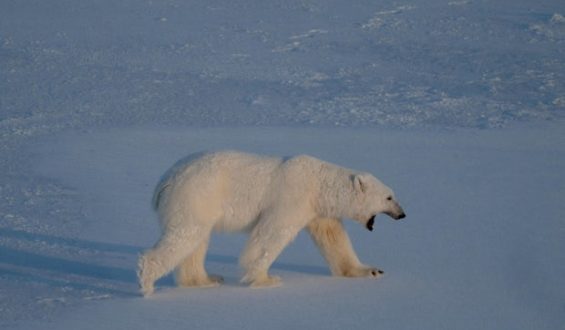Foghorn Incident in Svalbard Leads to Fine for Disturbing Polar Bear