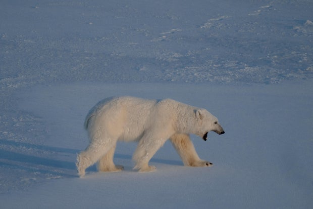 Foghorn Incident in Svalbard Leads to Fine for Disturbing Polar Bear