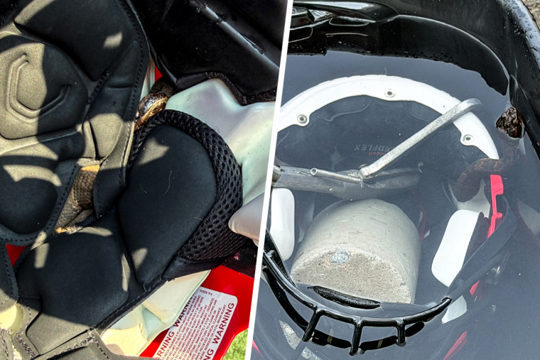 Arkansas Student Finds Venomous Snake in Football Helmet