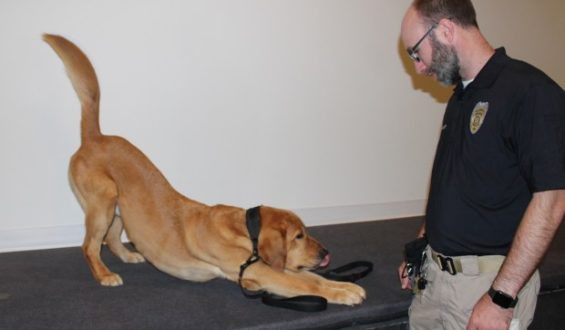 Wilmette Police Department Welcomes Gizmo, the Electronics-Detecting K-9