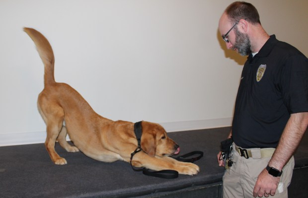 Wilmette Police Department Welcomes Gizmo, the Electronics-Detecting K-9