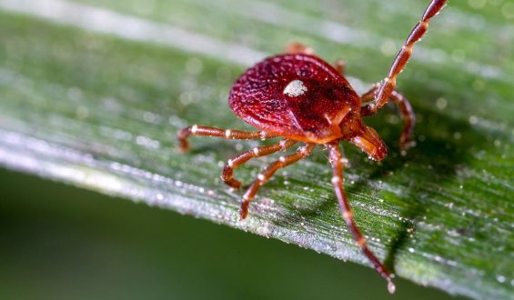 Rising Cases of Rare Tick-Borne Viruses in the U.S.
