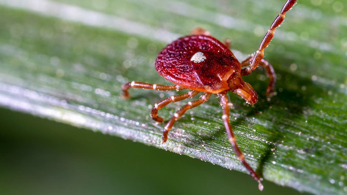 Rising Cases of Rare Tick-Borne Viruses in the U.S.
