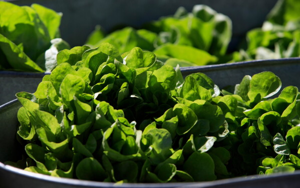 Multistate Salmonella Outbreak Linked to Jalapeño Peppers from Mexico