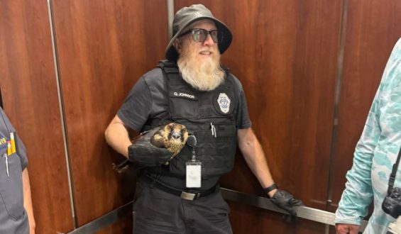 Peregrine Falcons Make a Comeback in Aurora, Inspiring Community Engagement