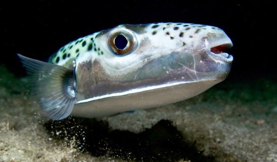 Ocean Safety and Mediterranean Wildlife Concerns