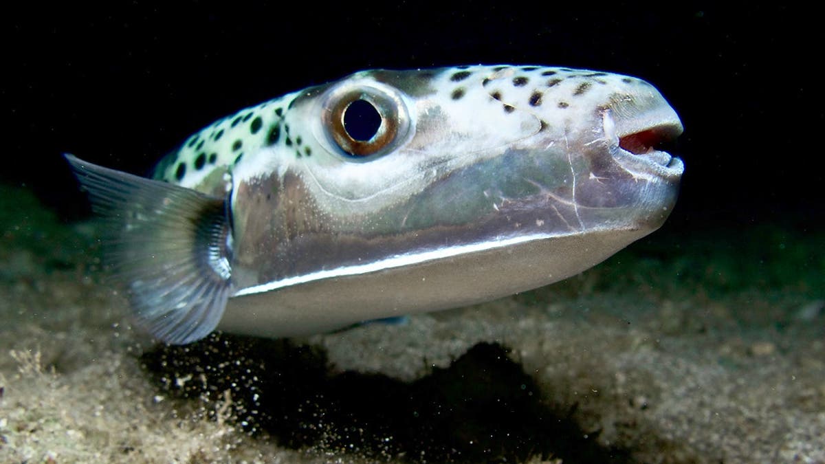 Ocean Safety and Mediterranean Wildlife Concerns
