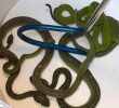 U.S. Border Agents Uncover Endangered Reptiles in Smuggling Case