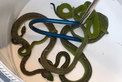 U.S. Border Agents Uncover Endangered Reptiles in Smuggling Case